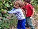 Club campamentos.info ofrece un taller de vendimia en Villarobledo (Albacete), que se lleva a cabo durante el primer trimestre del curso escolar y que