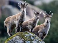 Clan Majada de convivencia en La Pedriza de Ednya